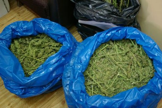 Policjanci znaleźli u zatrzymanego marihuanę, z której można było uzyskać blisko 8 tys. porcji handlowych narkotyku